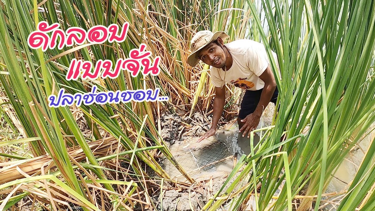 ถึงฤดูดักลอบปลาช่อนริมฝั่ง ดักแบบจั่น ดักลอบสูตรนี้ปลาช่อนชอบเข้ามาก