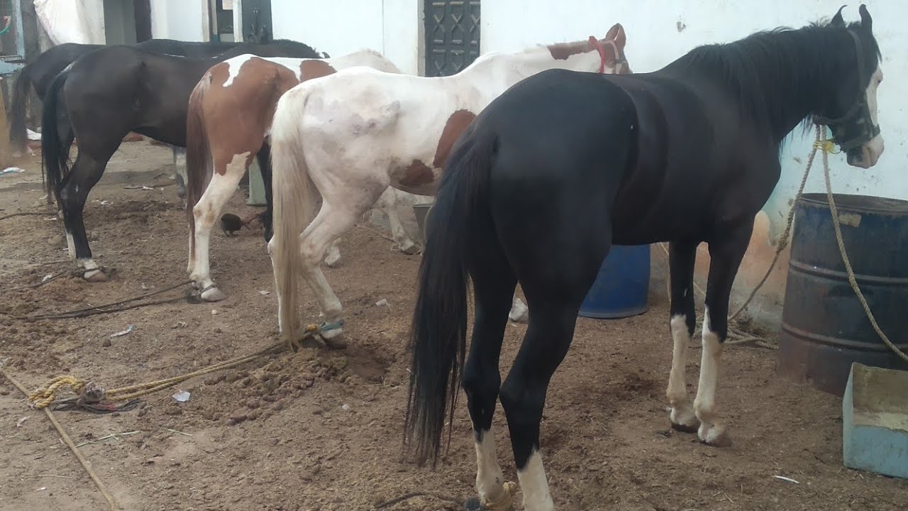 baby horse | nukrahorse | ghodi in hyd | Telangana stud farm