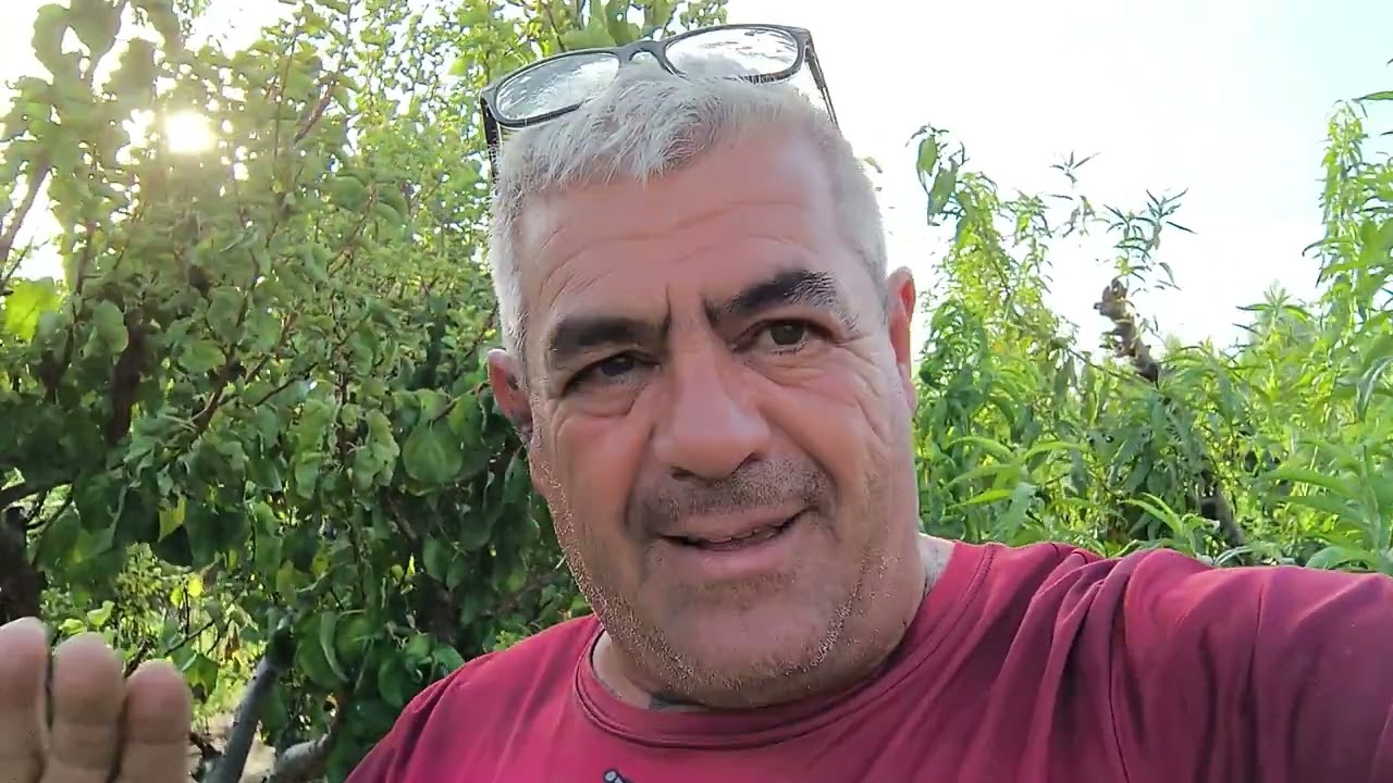 ¿Puedo podar ya mis árboles frutales?