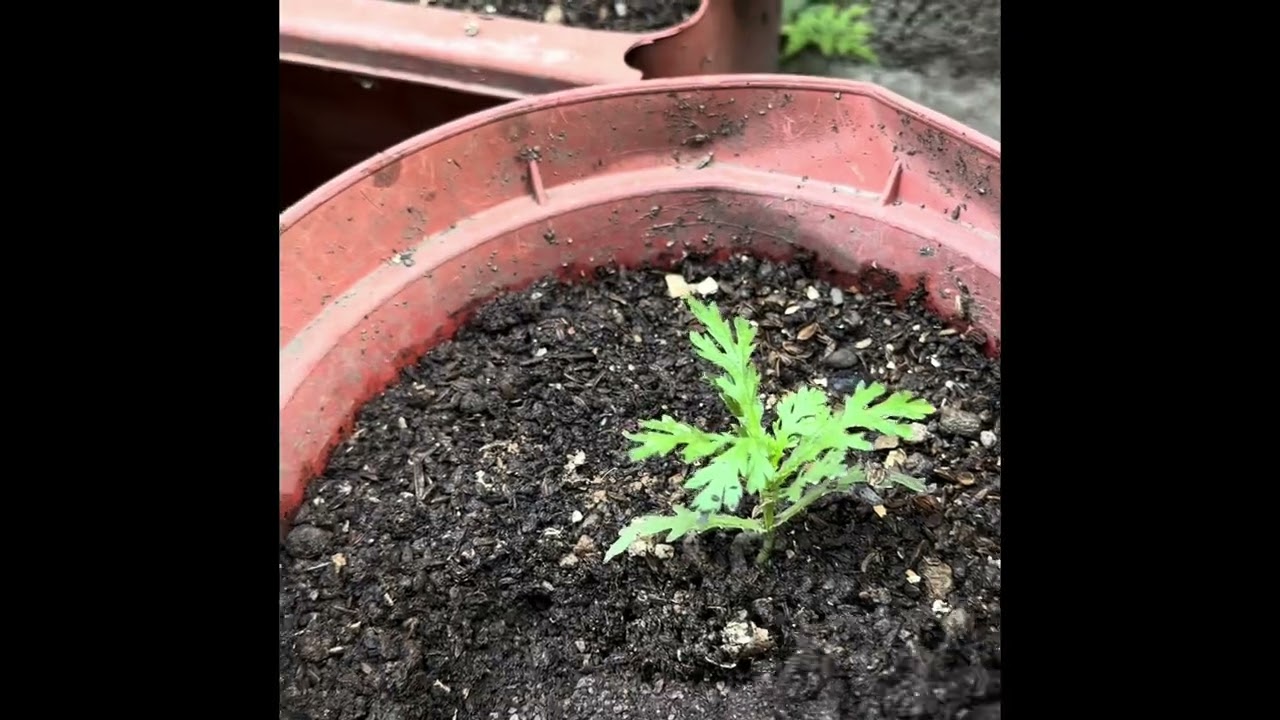 1/23放晴給茼蒿施肥