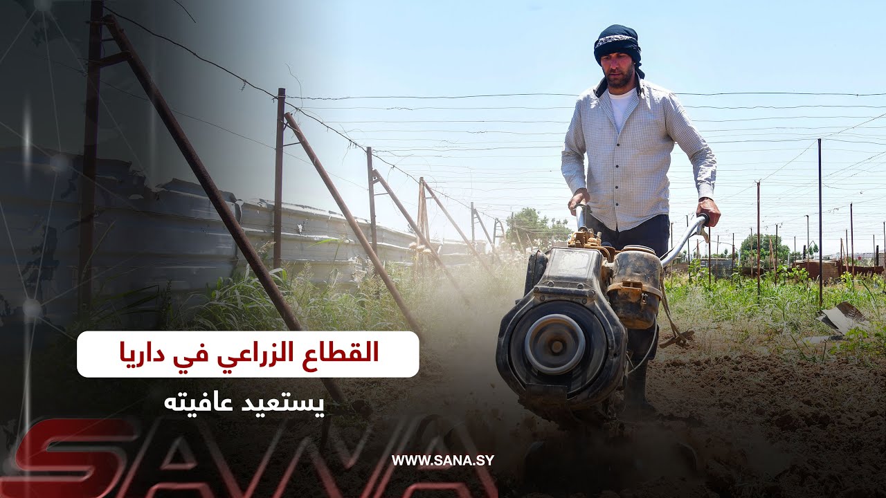 القطاع الزراعي في مدينة داريا يستعيد عافيته