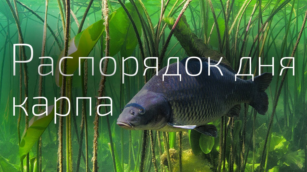 3. Чем занимаются карпы в течение суток.