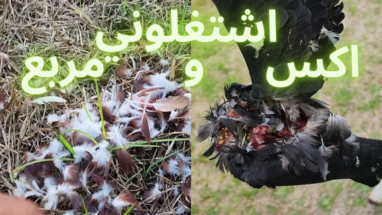 المات مامات والمامات مات
