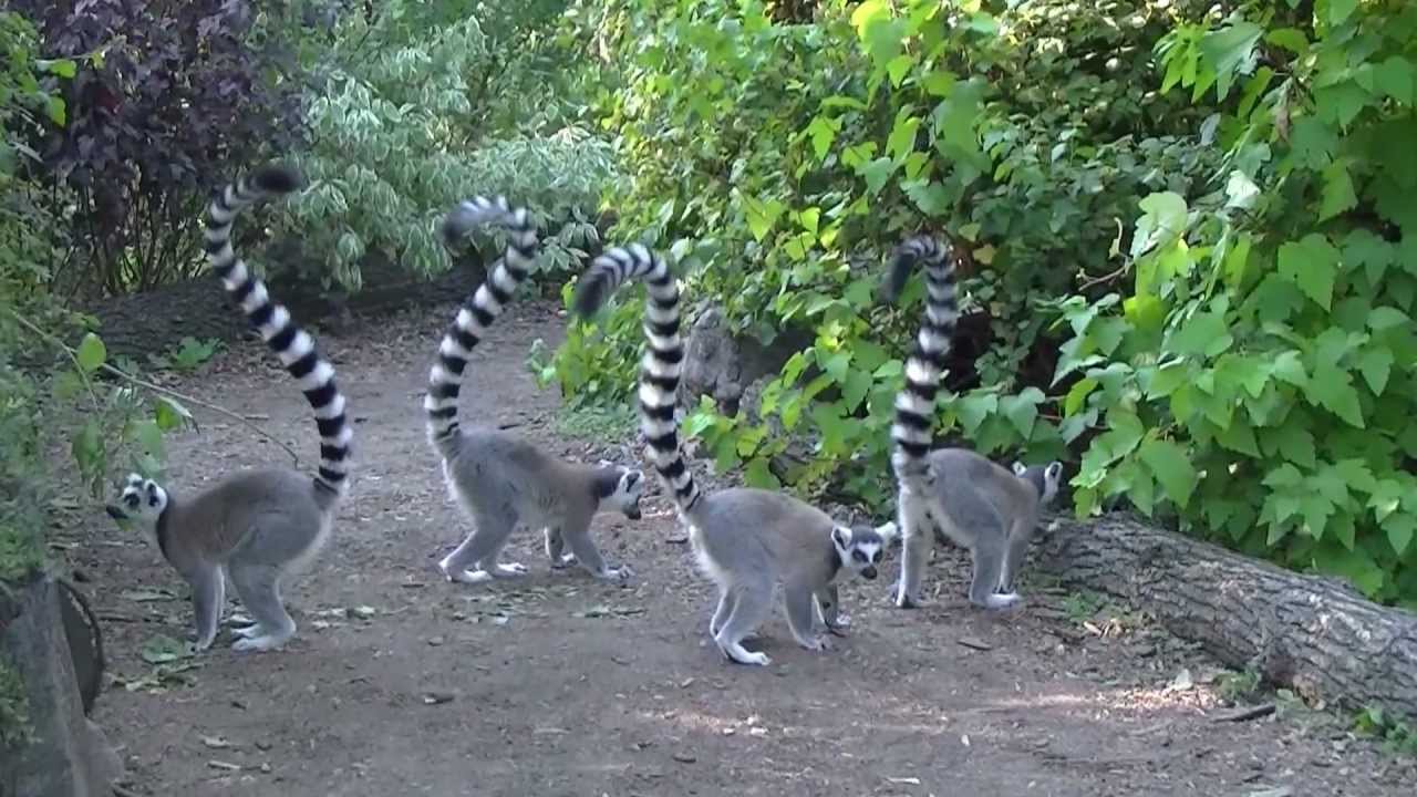 Lemury katta, Wyspa Lemurów / Ring-Tailed Lemurs' Island, Opole Zoo, POLAND