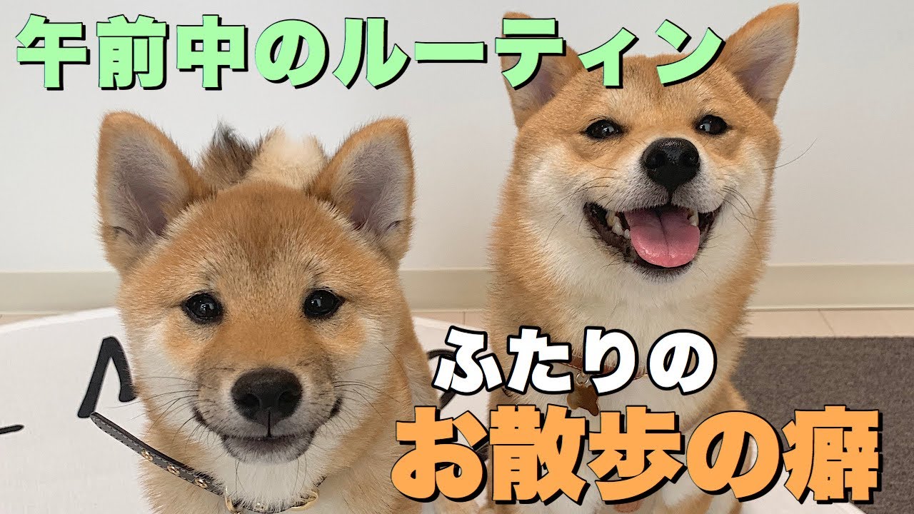 豆柴姉弟のお散歩の癖！〜平日午前の我が家のルーティン〜