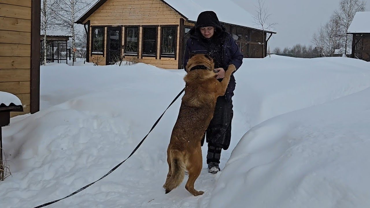 Творческий процесс, февральская погодка и хвостатые непоседы