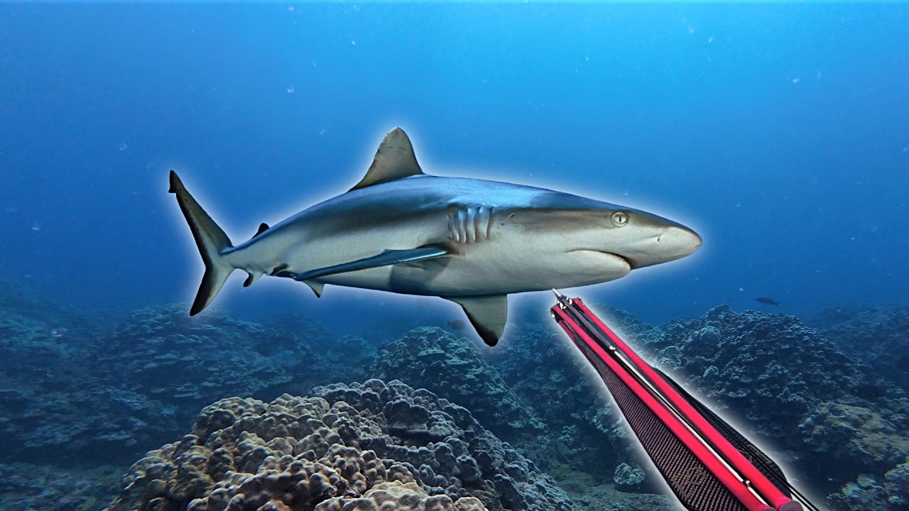 Fighting Sharks to Catch Dinner in Hawaii!