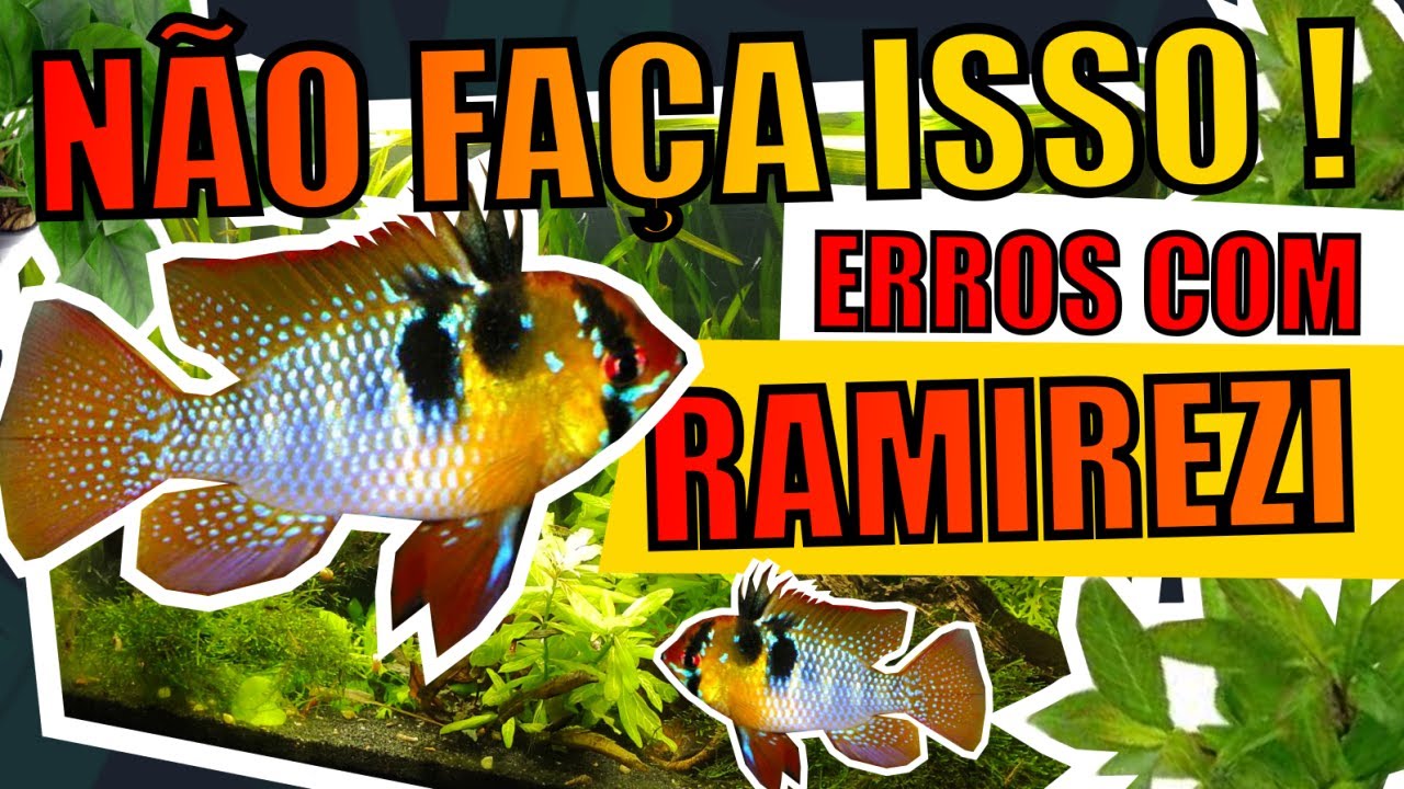 🔴RAMIREZI: ERROS QUE OS AQUARISTAS COMETEM EM AQUÁRIOS |Mr. Betta|