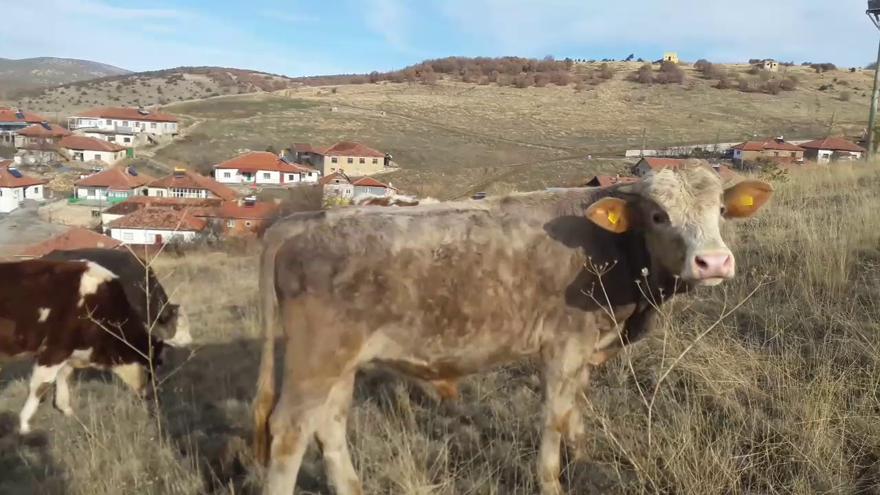 Derekemal Köyü - Harmana Serdiler Sarı Samanı