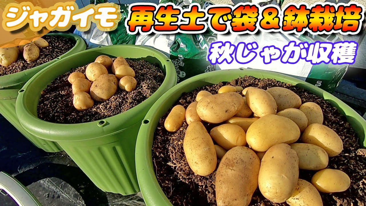 秋ジャガイモ収穫　そうか病知らずの再生用土が素晴らしい