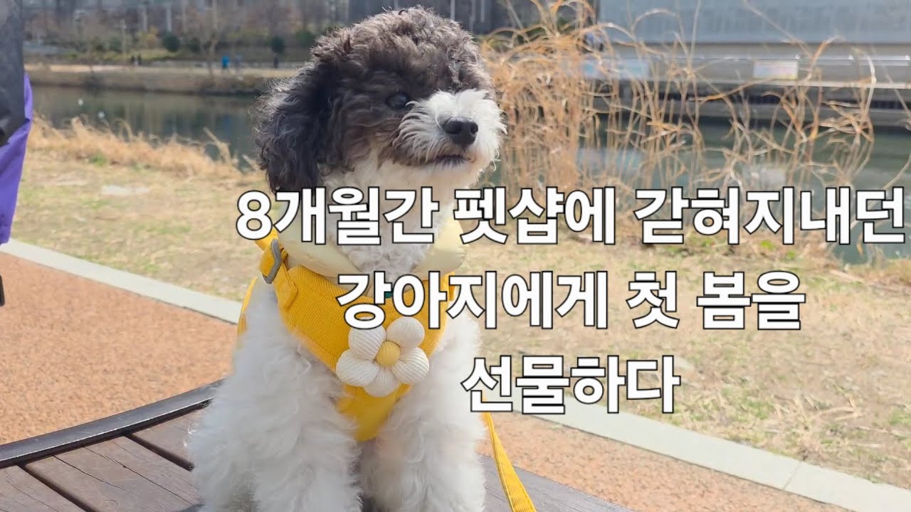 8개월간 펫샵에 갇혀지내던 강아지에게 첫 봄을 선물하다. #푸들 #강아지 ##봄나들이 #왜가리 #노즈워크