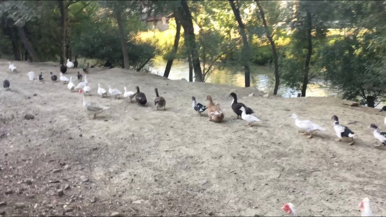 Amerikan Ördekleri Askeri Sistemde Disipline Ediyorum 🐣Pekin Ördeği Yavrusu Kardeşleriyle Buluştu🐣94