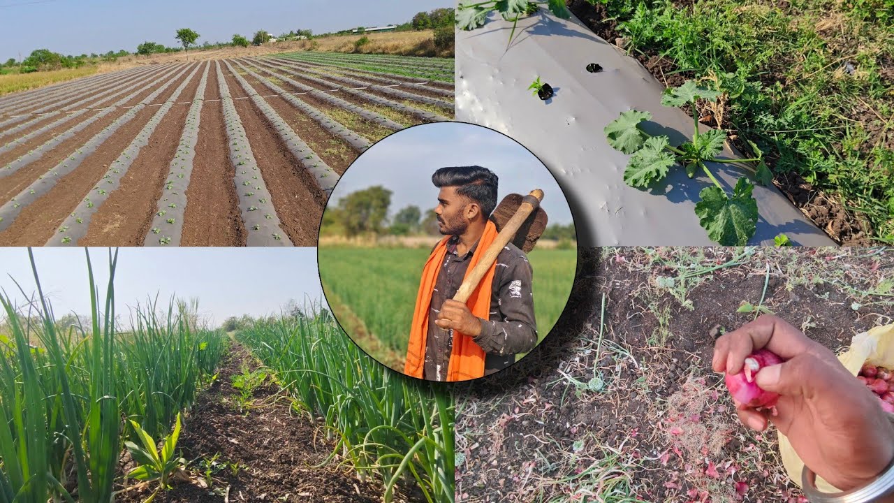 एकदम मस्त झाली आहेत आपली पिका...🌱🍃 Full-vlog @Piyushsawant-vlogs #farmingvlog #marathivlog #op #ps 