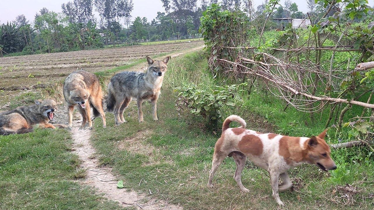 শিয়ালের এলাকায় এই কুকুরগুলি কি করছে ? বন্ধুত্ব নাকি শত্রুতা