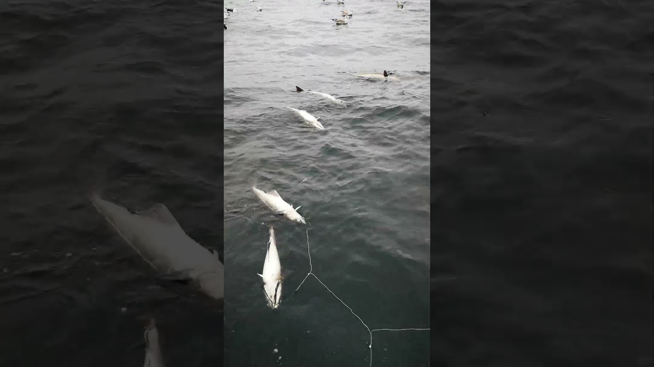 #fishing