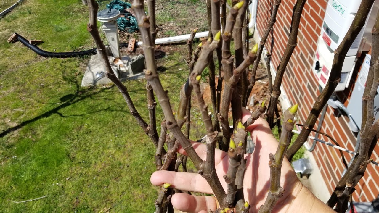 Don't Cook your Fig Trees!!! How to Properly Unwrap Winter Protection! 3,26,20