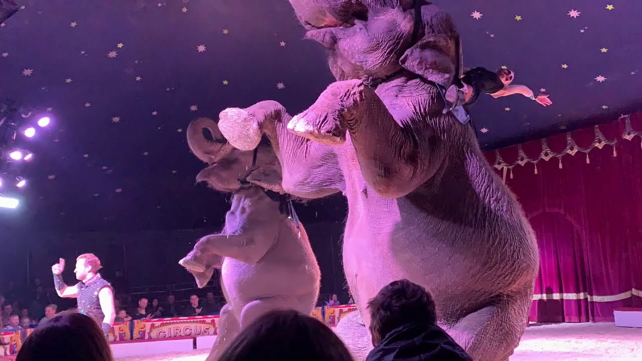 Impressionen eines Weihnachtscircus