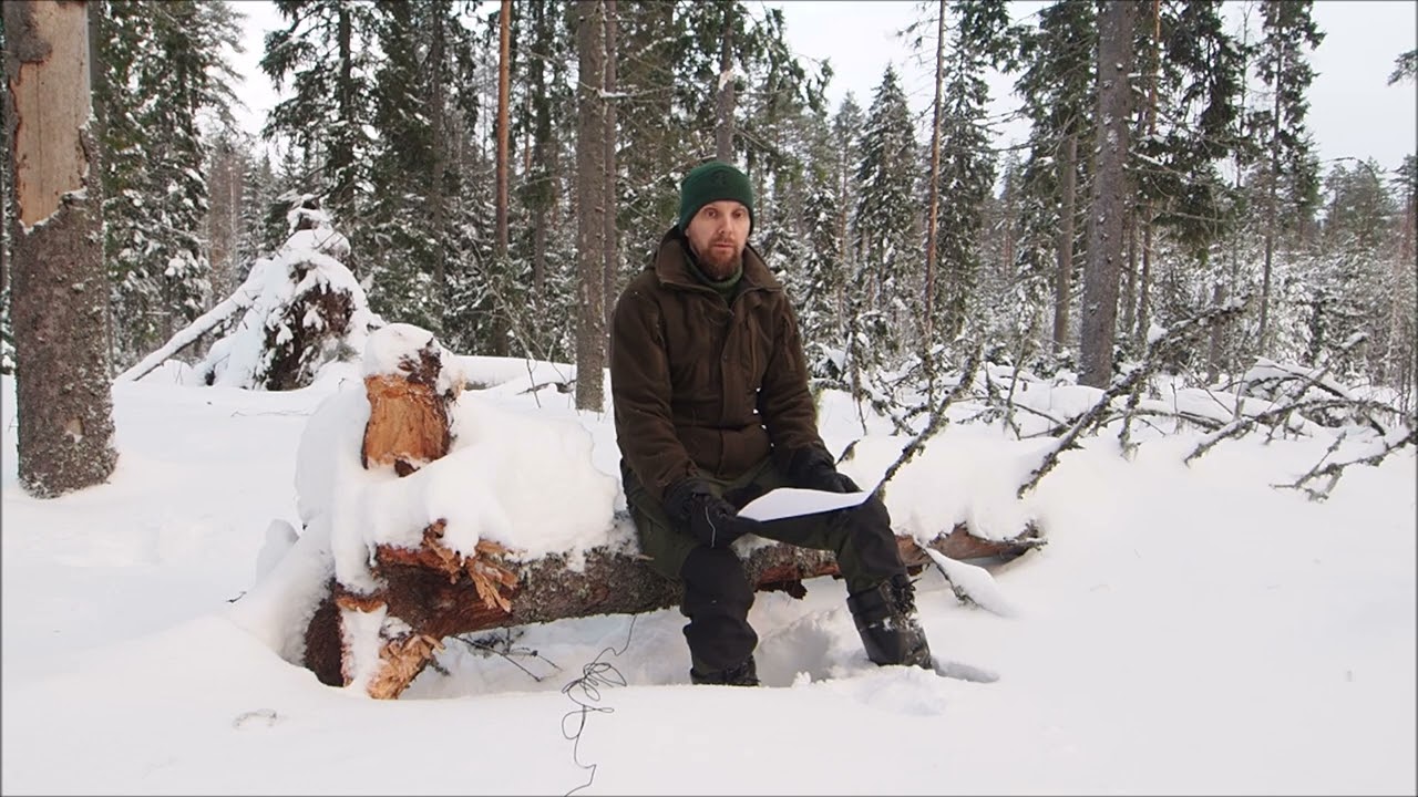 Pohdintoja peitteisestä metsänkasvatuksesta, osa 2: Litaniaa talvisesta metsästä.