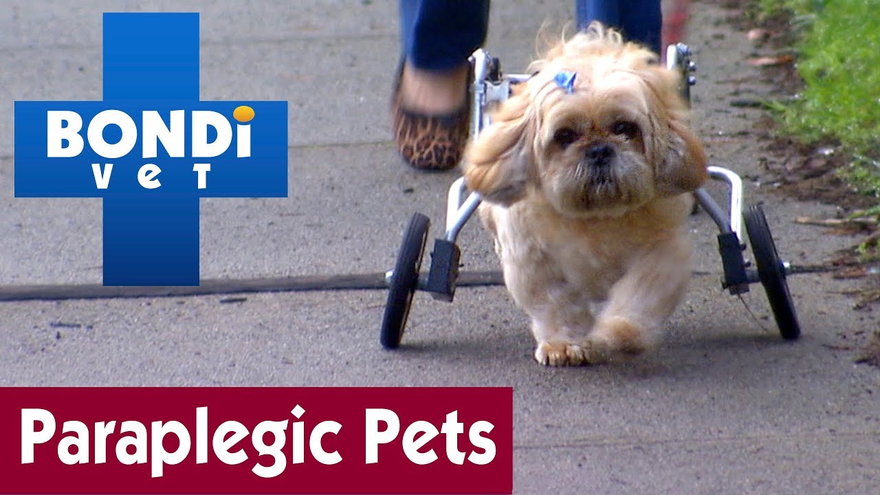 🐶 Taking Care Of Paraplegic Pets