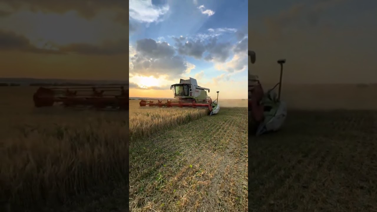 The Kings of Harvest! CLAAS Combines in Action 🚜#farming#farmlife#agriculture#trending#harvest