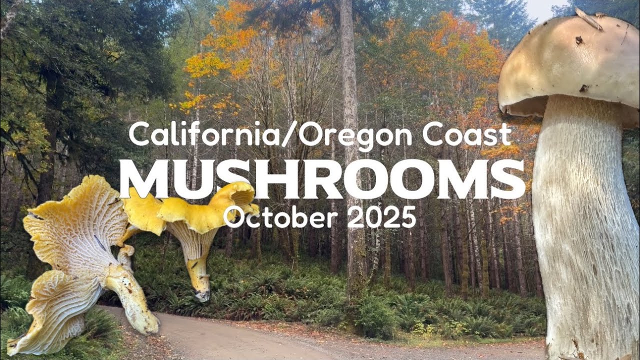 California-Oregon Coast Mushroom Gathering and Identification OCTOBER 2025