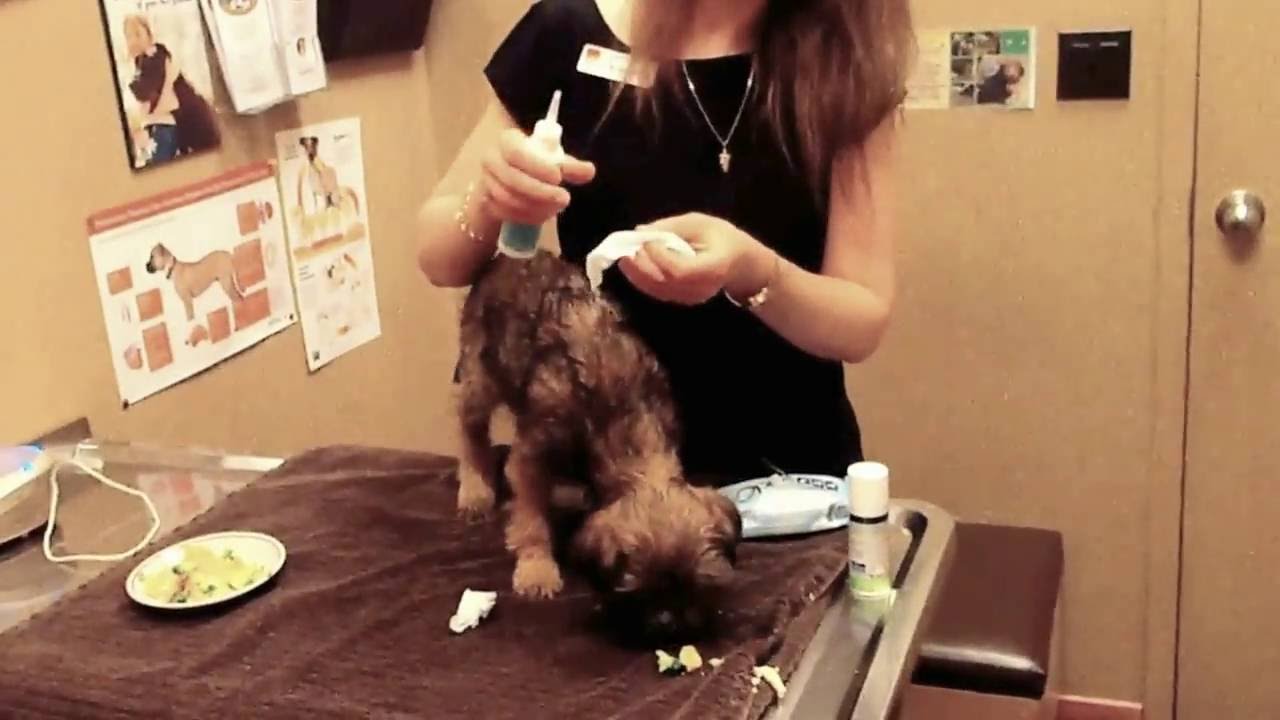 Calgary Vet shows how to clean your pet's eyes