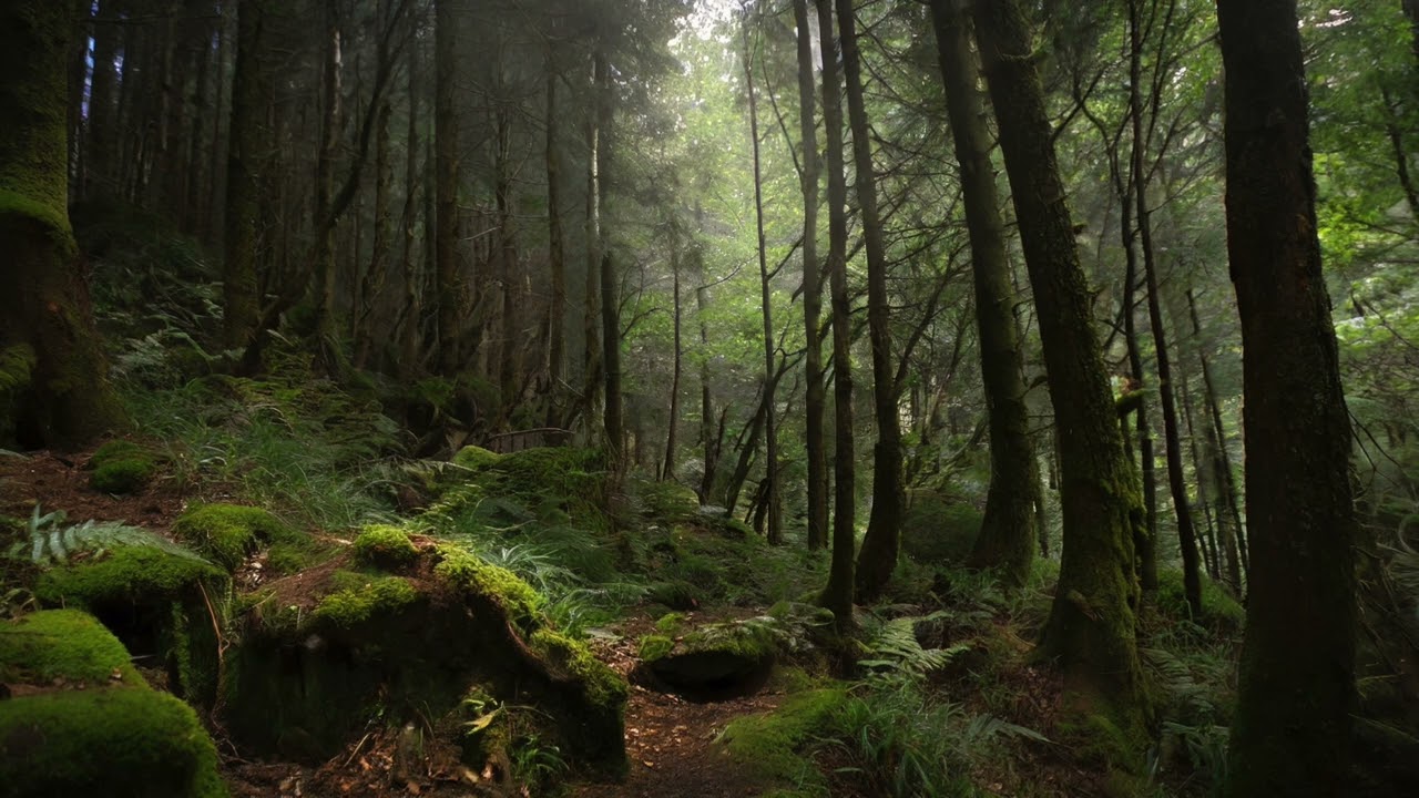 Safe Place Forest