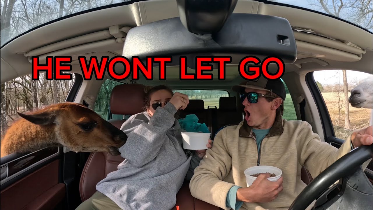 The most CHAOTIC drive through zoo you will ever see!!!