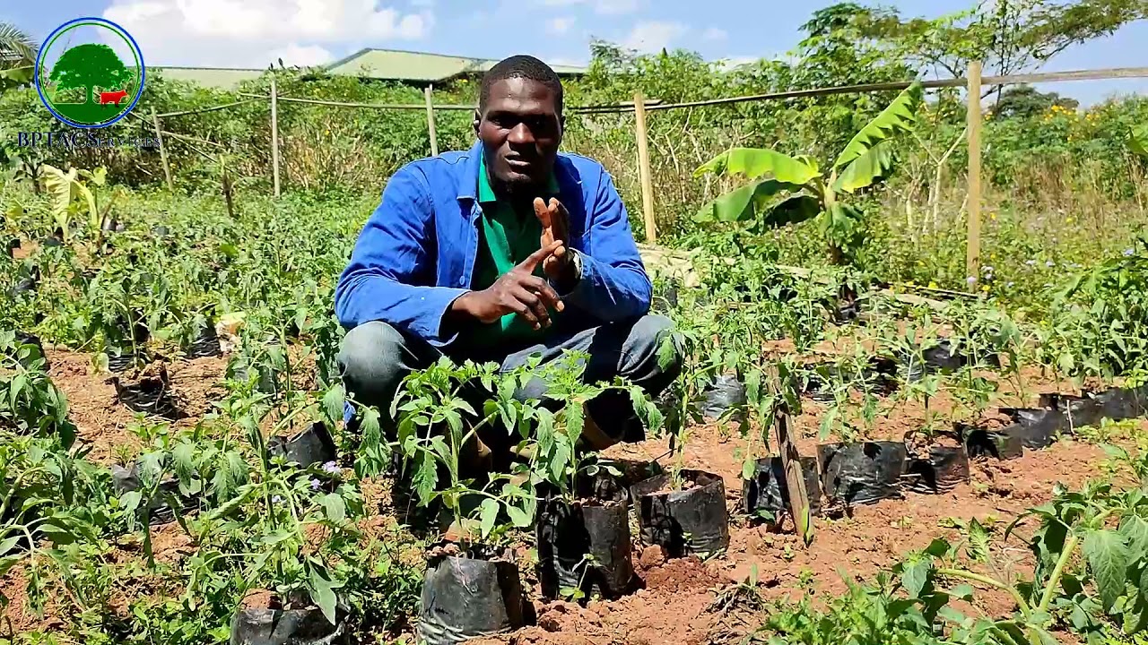 Culture de la tomate hors sol avec BPTACServices au Cameroun