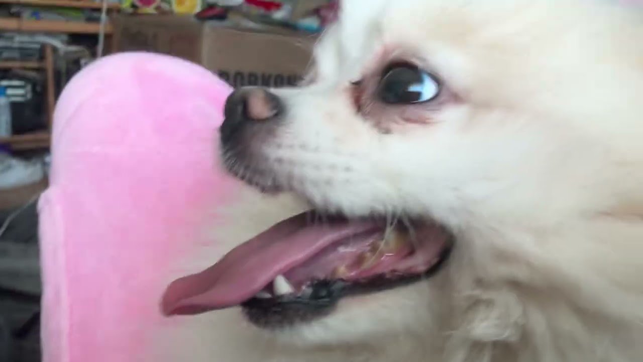 My doggo 