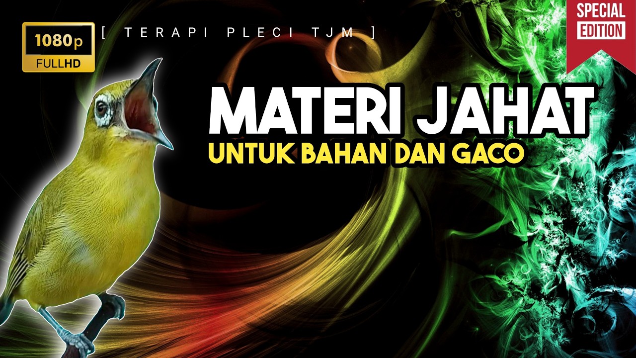 🔴 LIVE Masteran Pleci Materi Jahat Tembakan Tajam