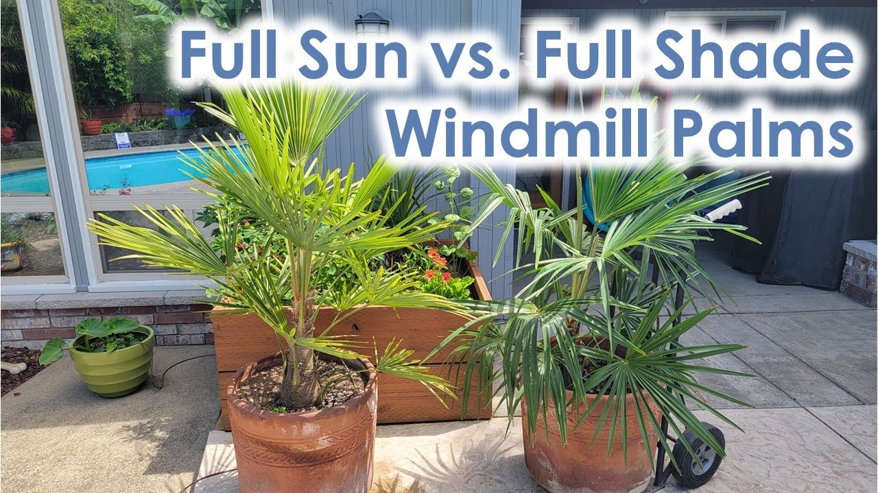 Can a Palm Tree Grow in Full Shade? Comparing windmill palms grown in full sun and full shade.