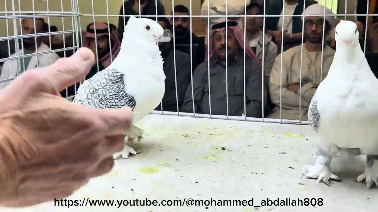Grand champion Satinette black lace of in the National in the Kingdom of Saudi 31/1/2026 #pigeon 