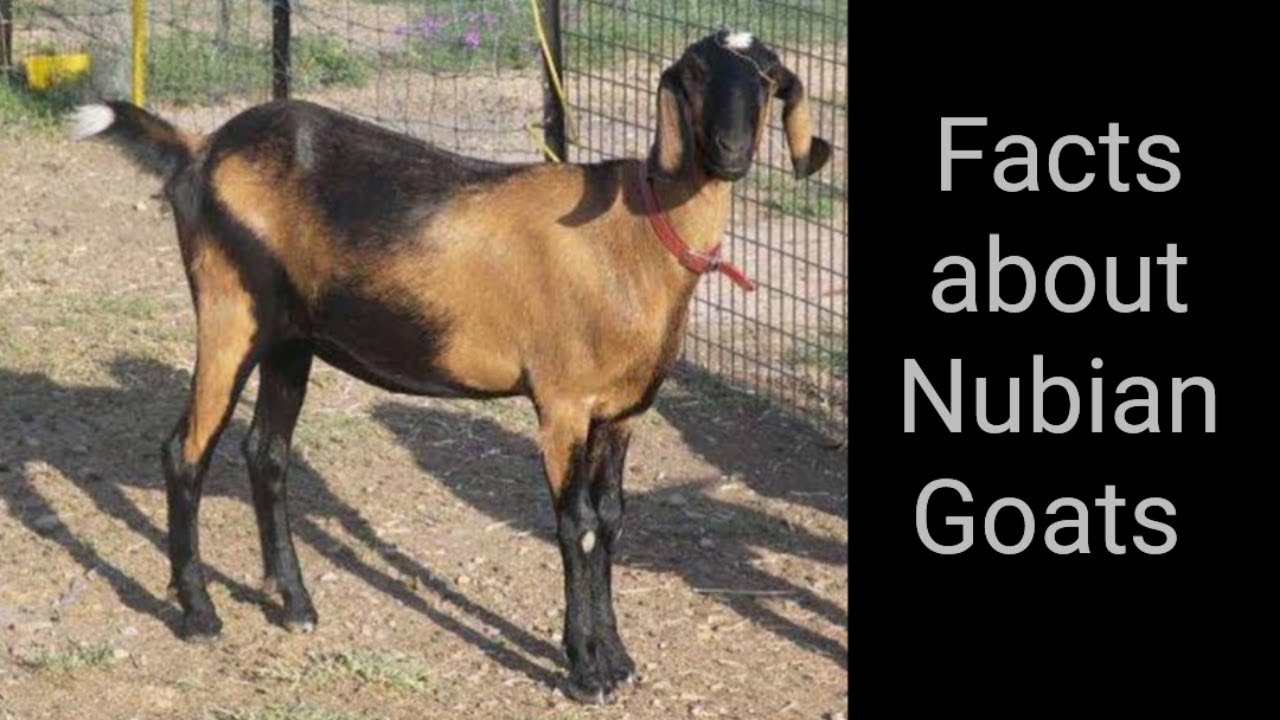 Facts about Nubian Goats 🐐🐐