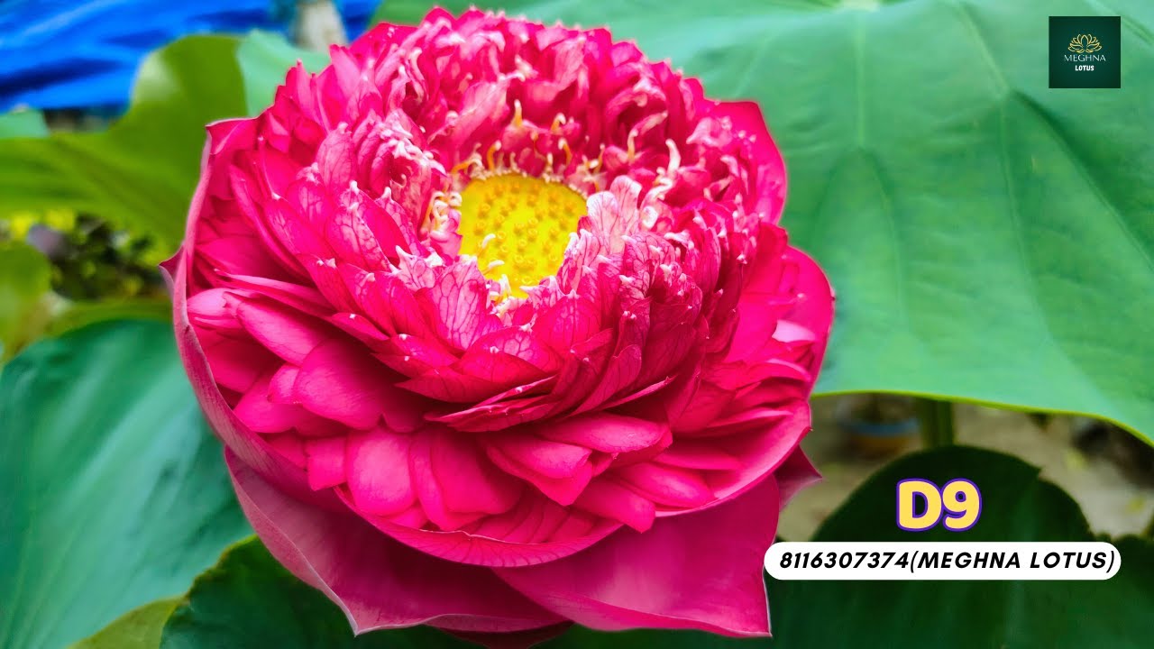 D9 Lotus||Big Red Lotus||Deep Red Lotus#lotus #d9 #flower #gardendesign #aquaticplant