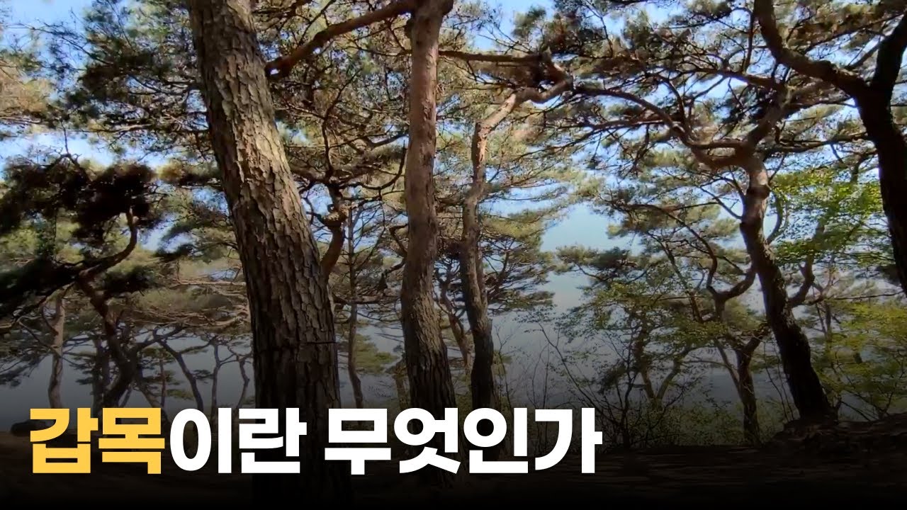 (WALK) 갑목일간 특징 직업 적성 기질 연애 배우자 궁합 | 갑목(甲木)이란 무엇인가 | 10천간 십천간