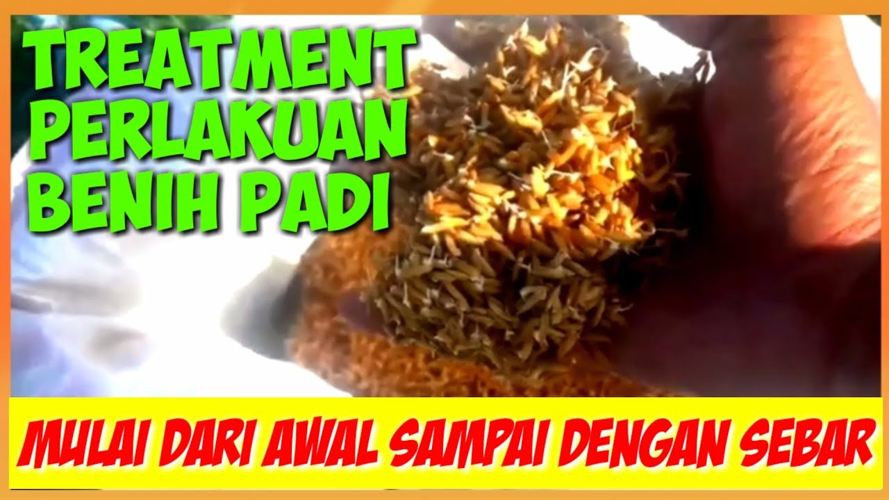TIPS..‼️CARA PERLAKUAN BENIH PADI||TIPS...HOW TO TREAT RICE SEEDS