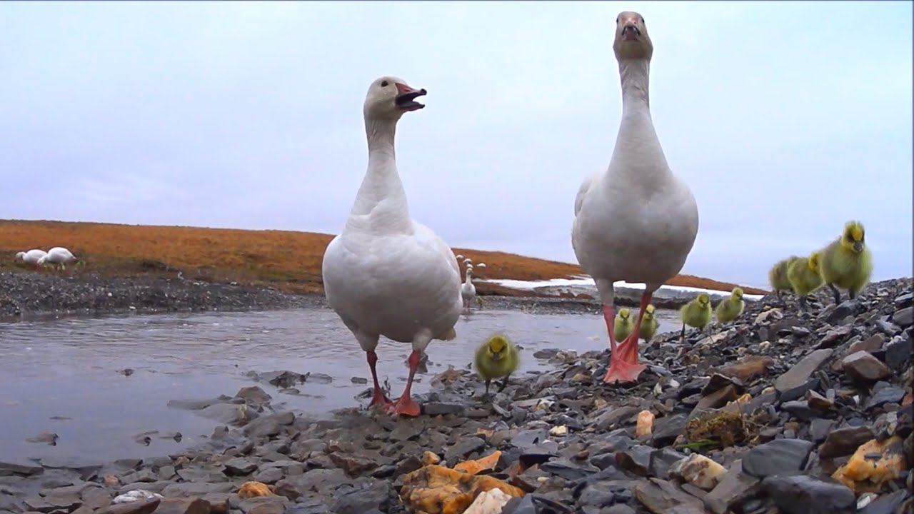 Snow geese leave the nesting colony