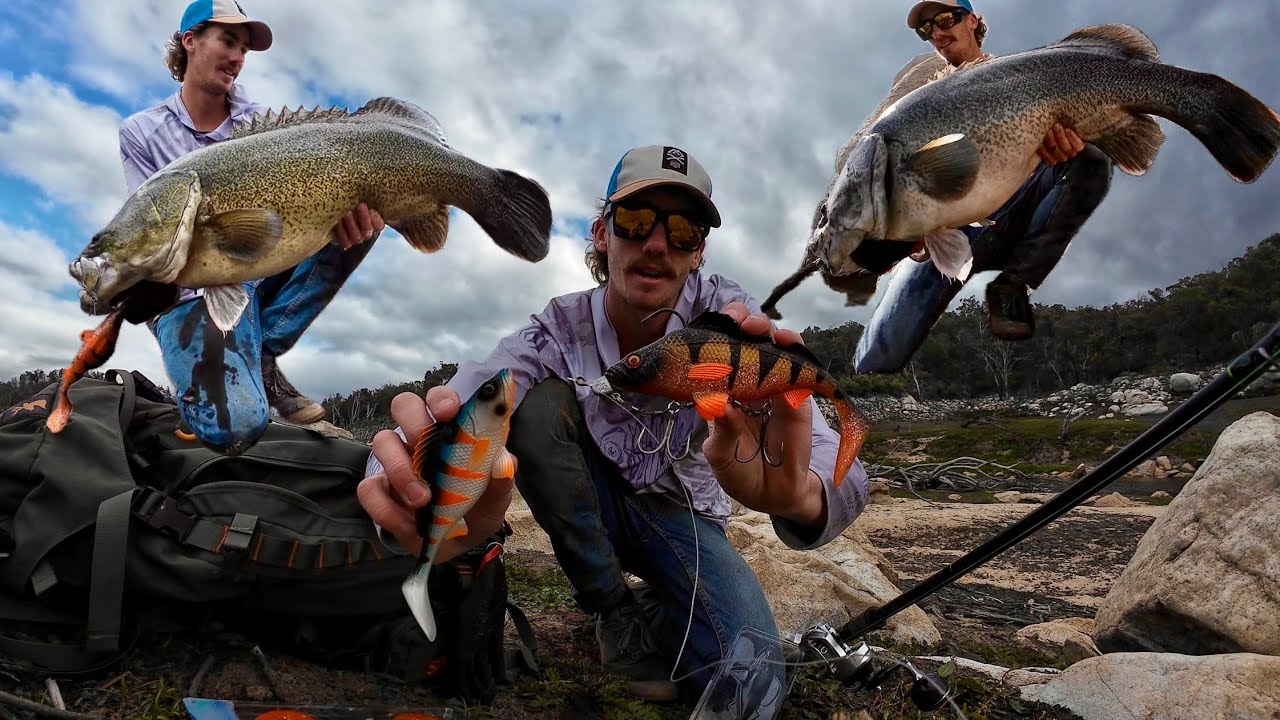 Big Murray cod on new perch plastic. ( Murray cod fishing Australia )