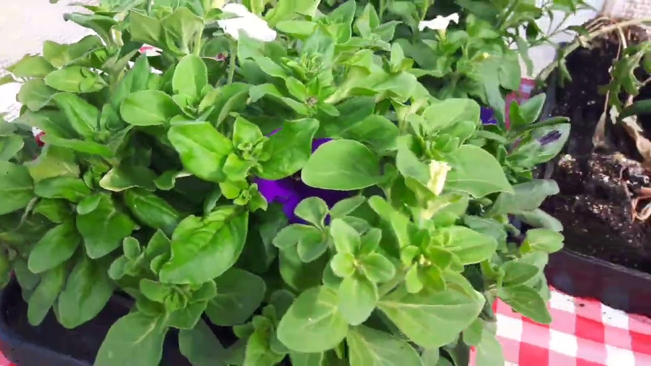 What is growing on update in Northern Ontario
