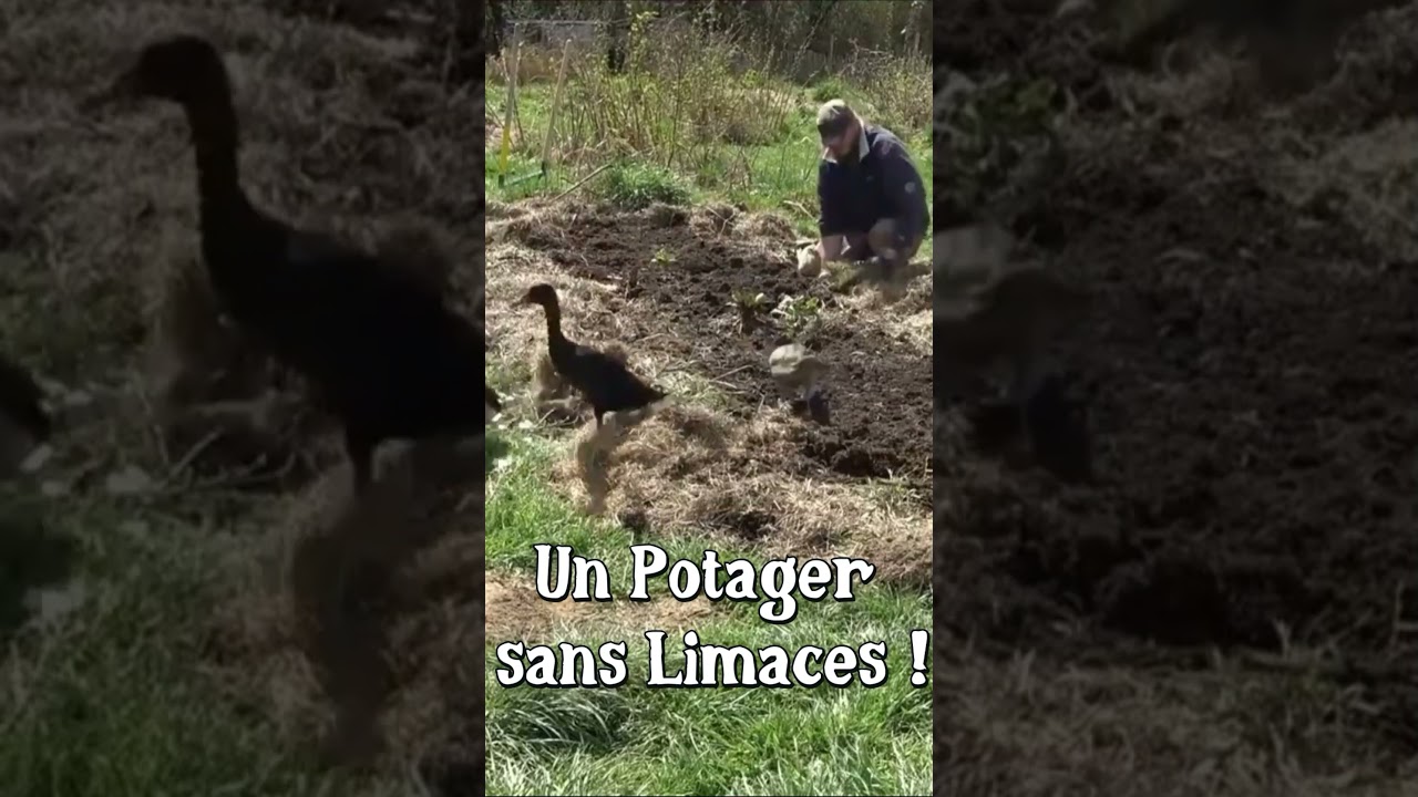 Fini les limaces au potager ! #canard #coureur indien