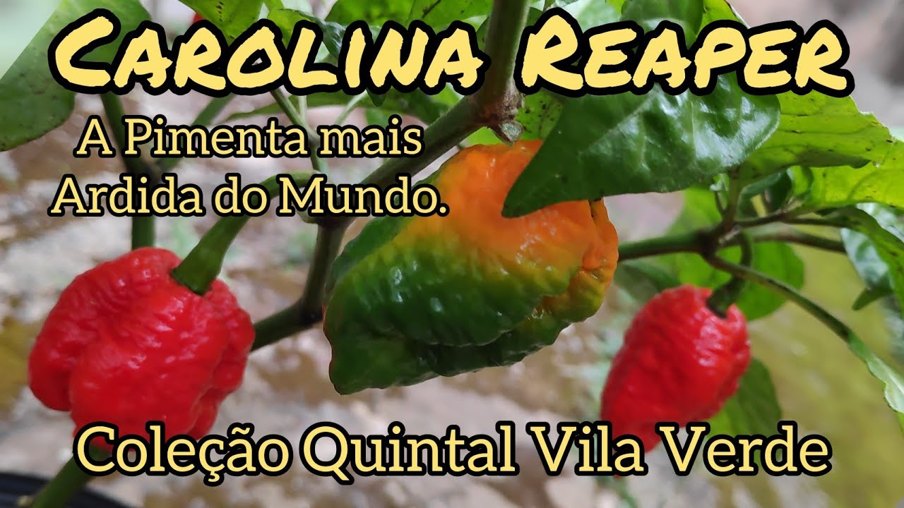 Pimenta 16 - Carolina Reaper, a mais ardida do mundo. Coleção de Pimentas do Quintal Vila Verde..
