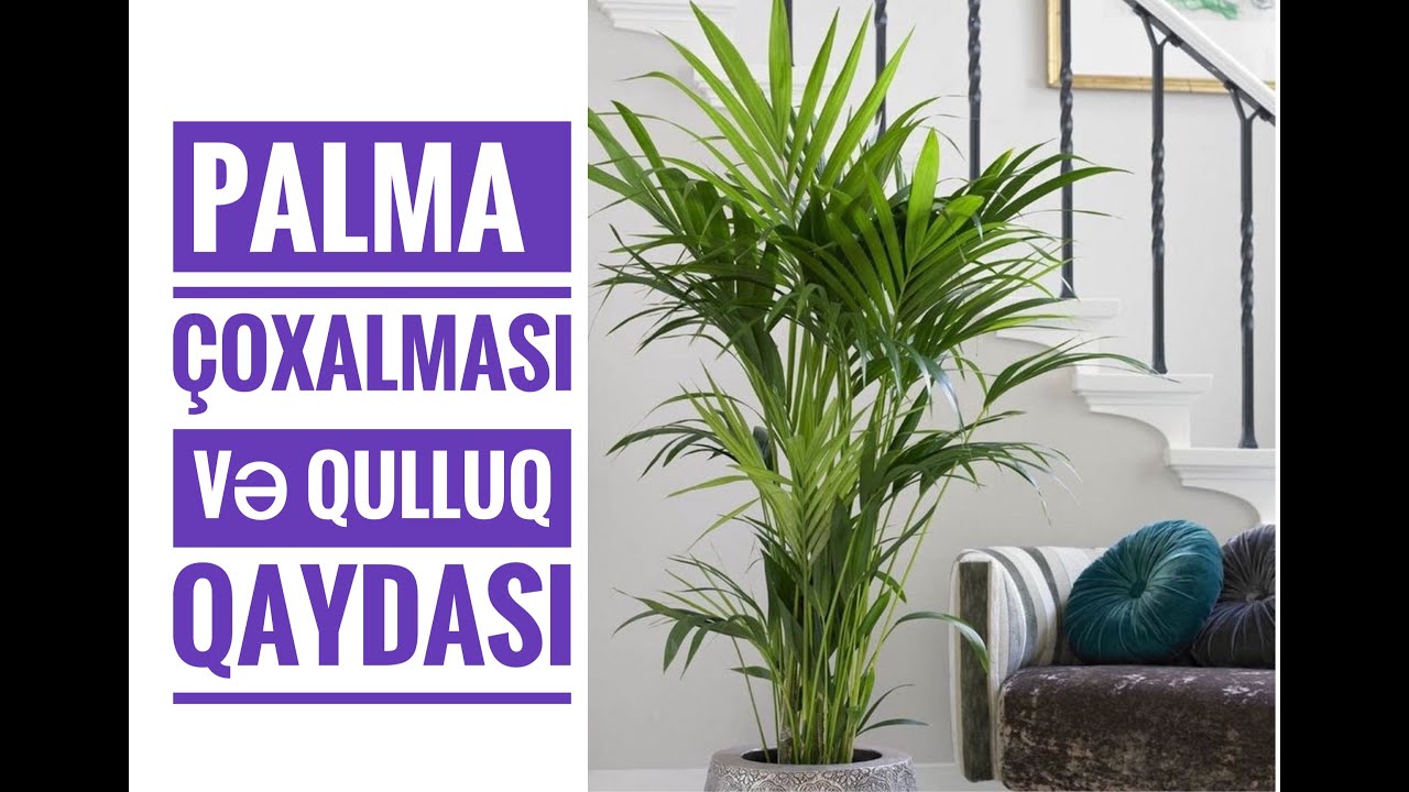 ARECA PALMA (ARECA PALM )  - ÇOXLAMASI VƏ QULLUQ QAYDASI | XƏDİCƏ ƏHMƏDOVA