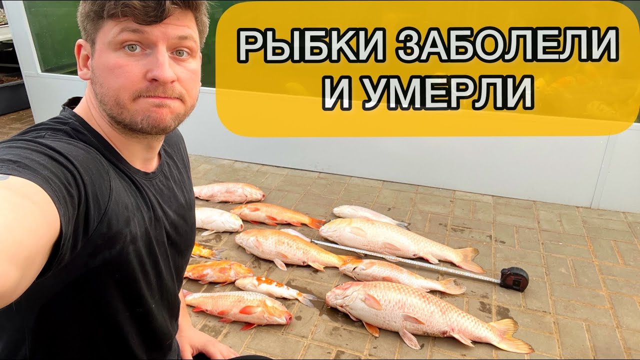 Карпы Кои заболели и умерли. Лечение и карантин рыбы в России.