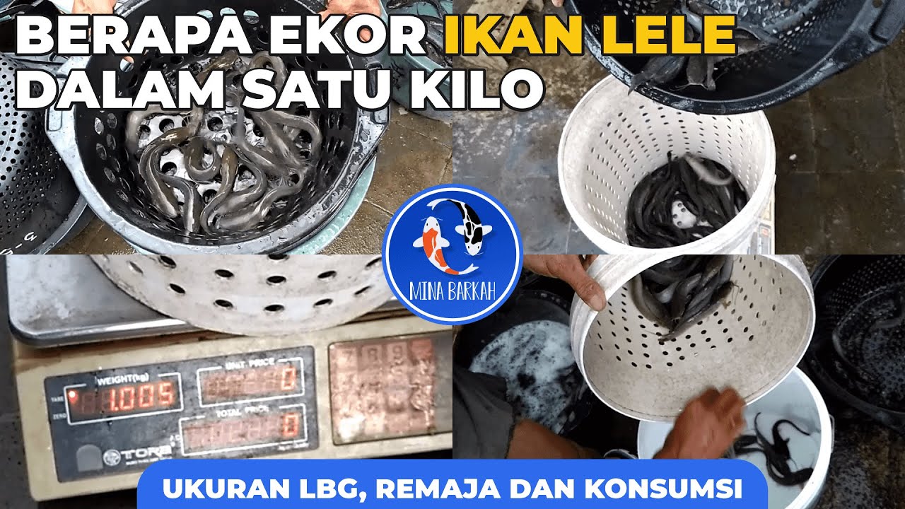 Berapa Ekor Ikan Lele Ukuran Konsumsi Dalam Satu Kilogram?