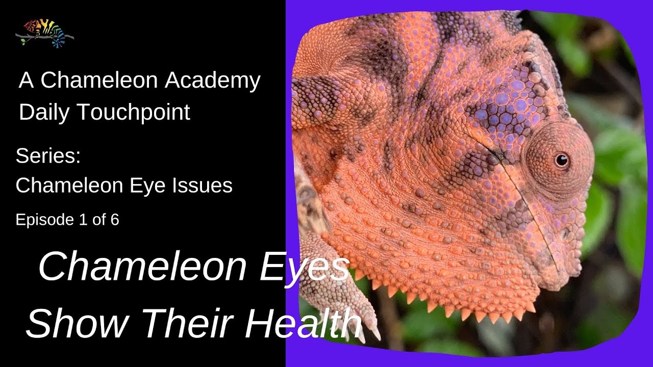 Chameleon Eyes Show Their Health!