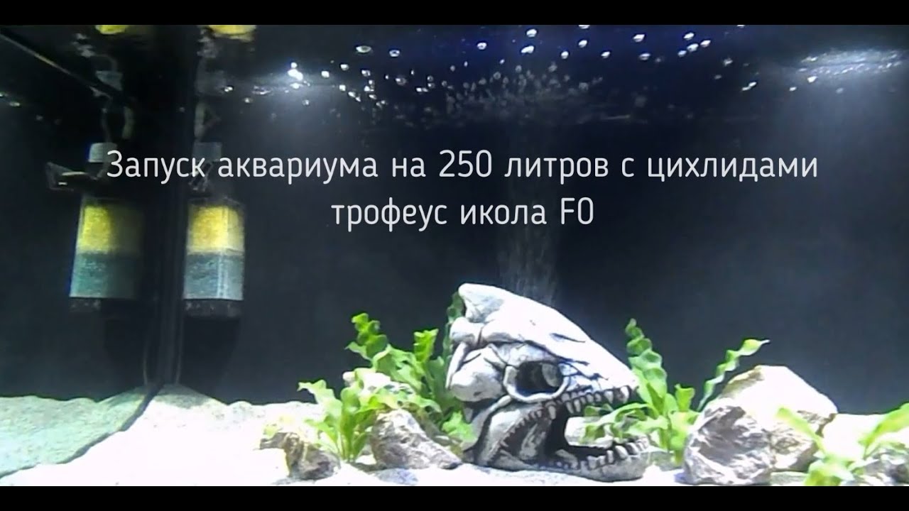 Запуск аквариума на 250 литров с цихлидами трофеус икола F0