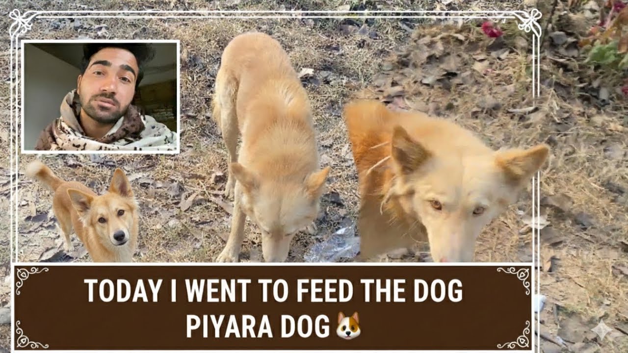 Daily Vlog | Aaj Me Geya Piyare Dog 🐕 Ko Khana Khilane 👉🏻￼