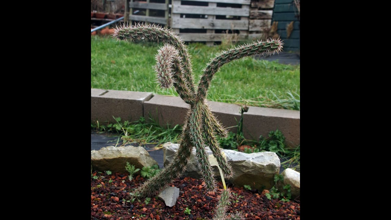 On regarde certaines plantes après la vague de froid (mi-janvier 2026)