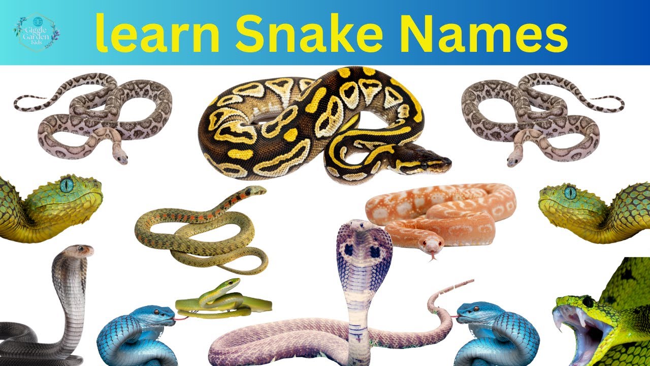 20 Snake Names in English | Learn Snake Names for Kids | Snake Animals for Children#creepycrawler
